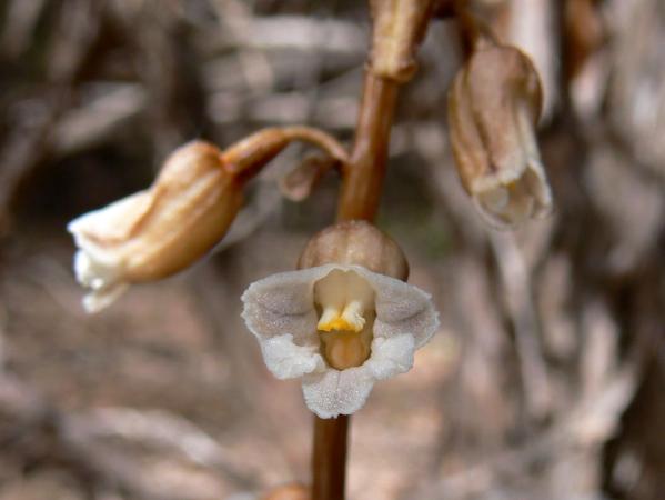 Gastrodia sesamoides - Cinnamon Orchid.jpg